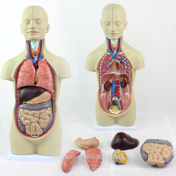 TUNK ANATOMY 12012 Mini 12 piezas 45cm Sexless Torso Doll Human Organs Model